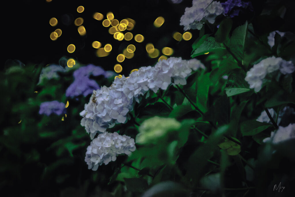 紫陽花の後ろを飛ぶ姫蛍